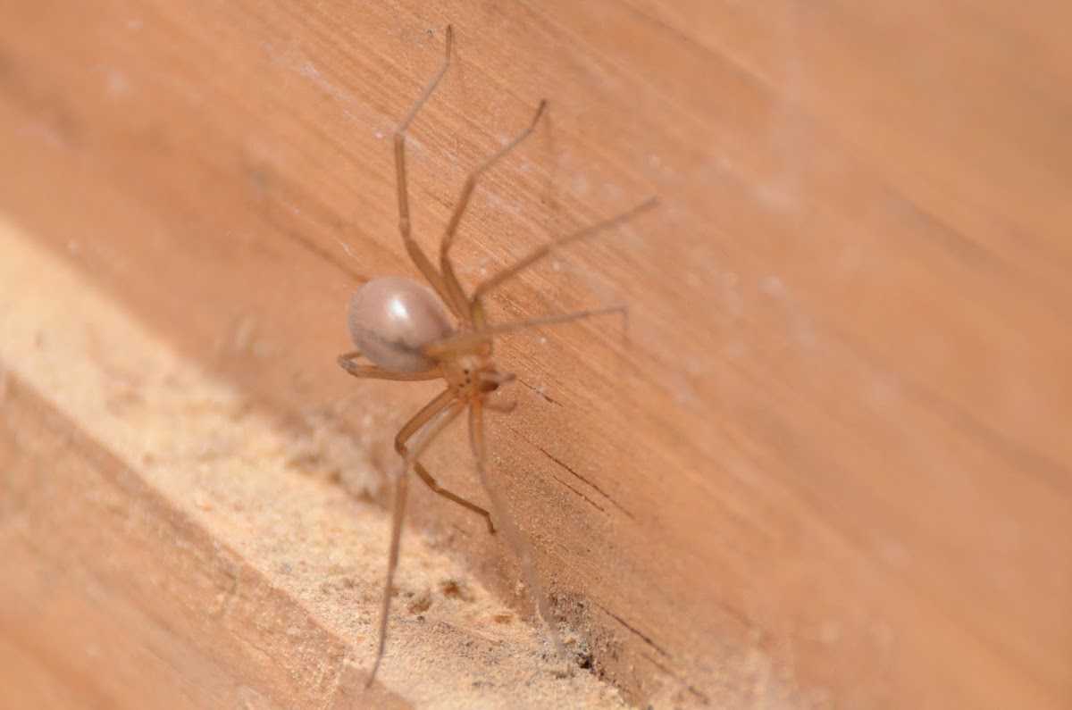 Чем опасны желтые саки и к чему может привести укус этого паука? | природа | общество