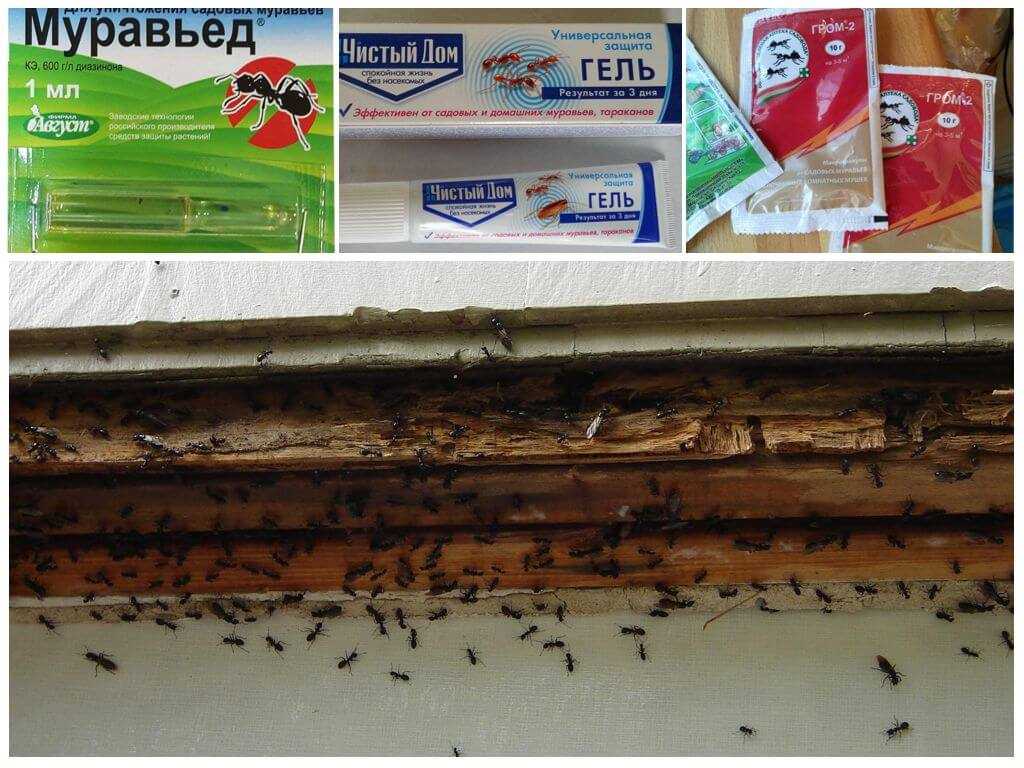 Как прогнать муравьев с участка: профилактика, народные и профессиональные методы борьбы с вредителями