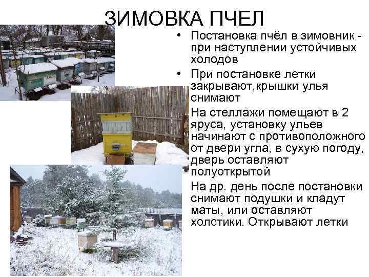 Подготовка пчел к зиме: формирование гнезда, что нужно делать?
