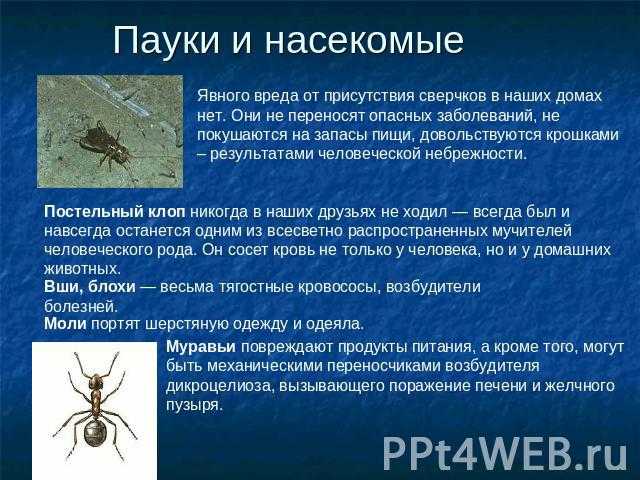 Какие болезни переносят тараканы и чем еще они опасны как происходит заражение