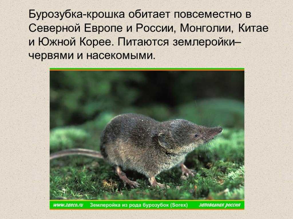 Подробное описание с фото всех животных, включенных в красную книгу россии