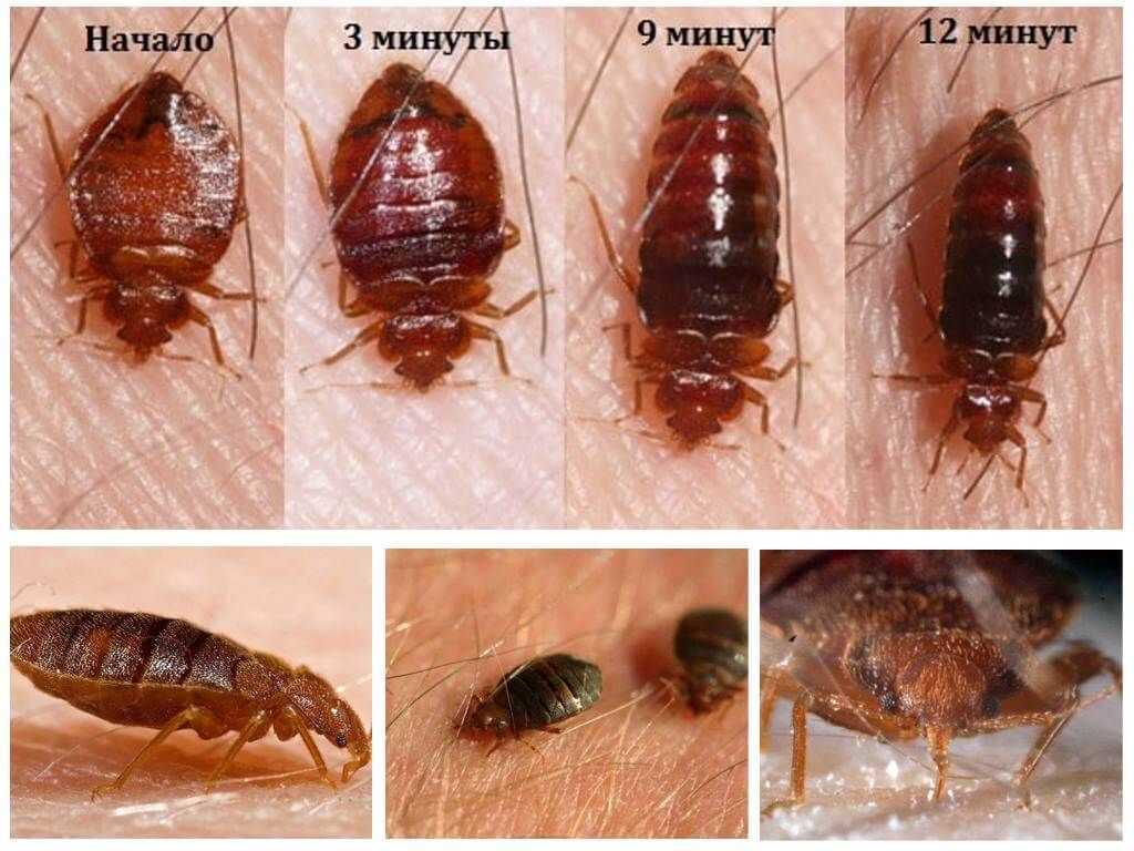 Кто может кусать ночью в постели кроме клопов