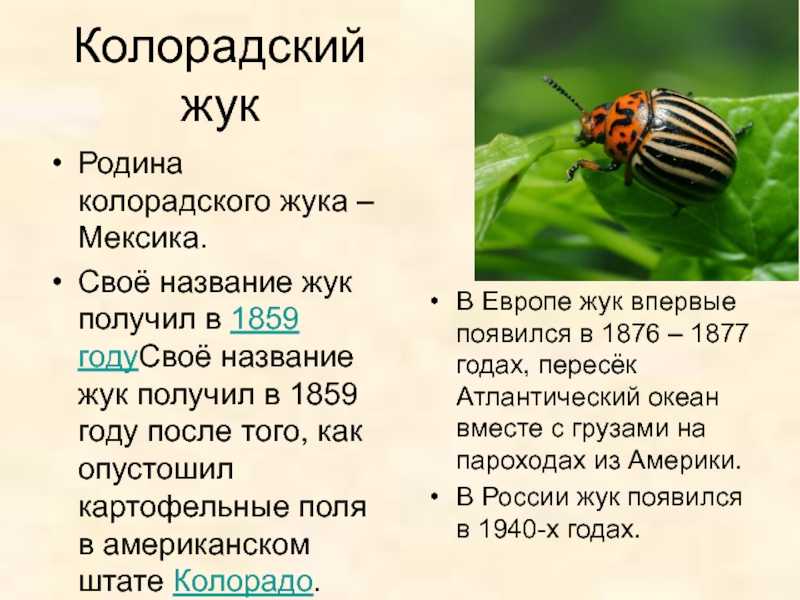 Откуда взялся колорадский жук в россии