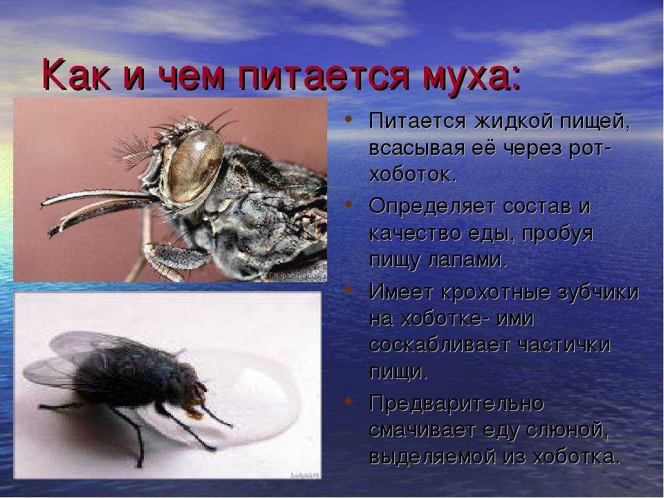 Муха обыкновенная