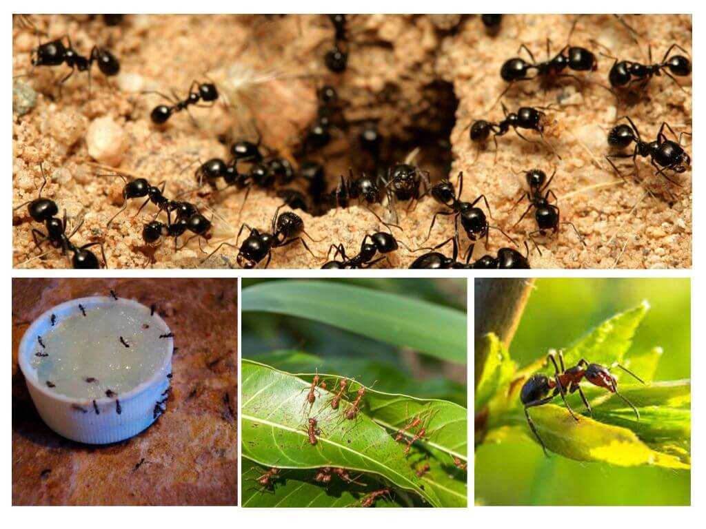 Ответ на вопрос, чего боятся муравьи, подразумевает использование методов, позволяющих сделать надёжным оружием против них их же собственные фобии
