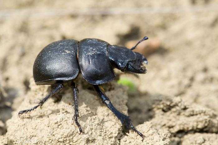 Жук усач – образ жизни, опасность и способы выведения жука дровосека с длинными усами