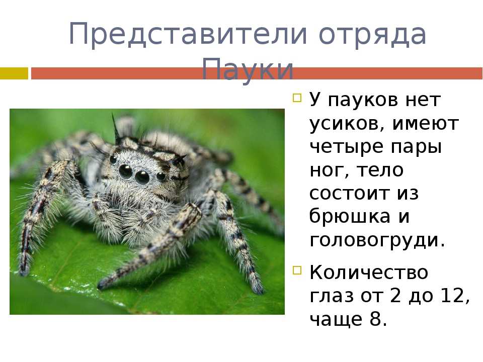 Паук сколько ног. Отряд пауки представители. Усики у паукообразных. У паукообразных есть усики. Сколько усиков у паукообразных.