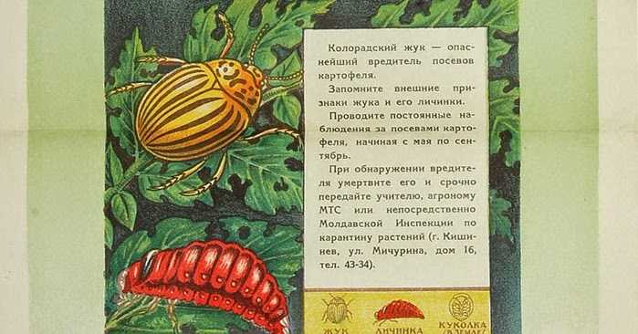 Личинка колорадского жука: как уничтожить главного врага картофеля