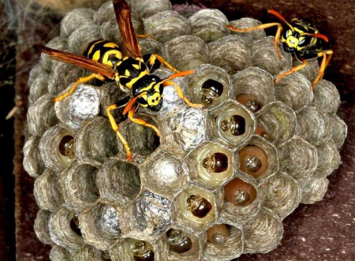 Домик осы: как выглядит, из чего его делают и сколько особей живёт в гнезде