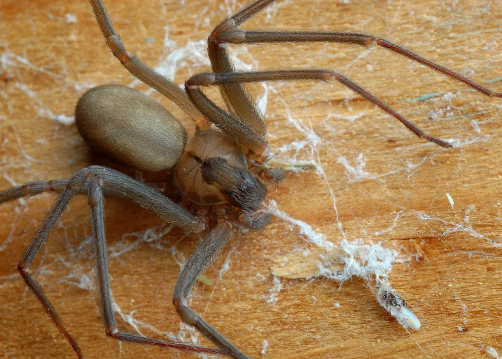 Бесчинства коричневого паука-отшельника