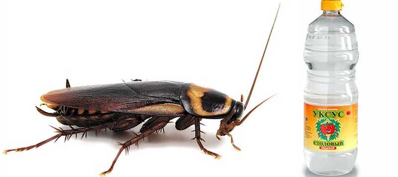 Какой запах не переносят и чего боятся тараканы в квартире больше всего: проверенные средства для выведения прусаков