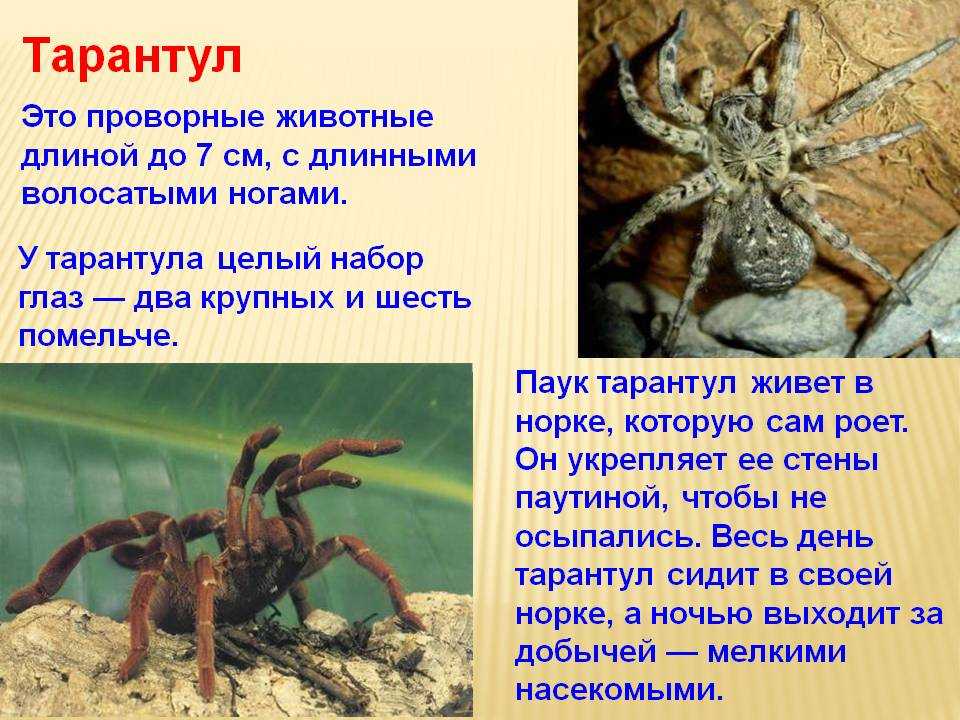 Проект ядовитые животные