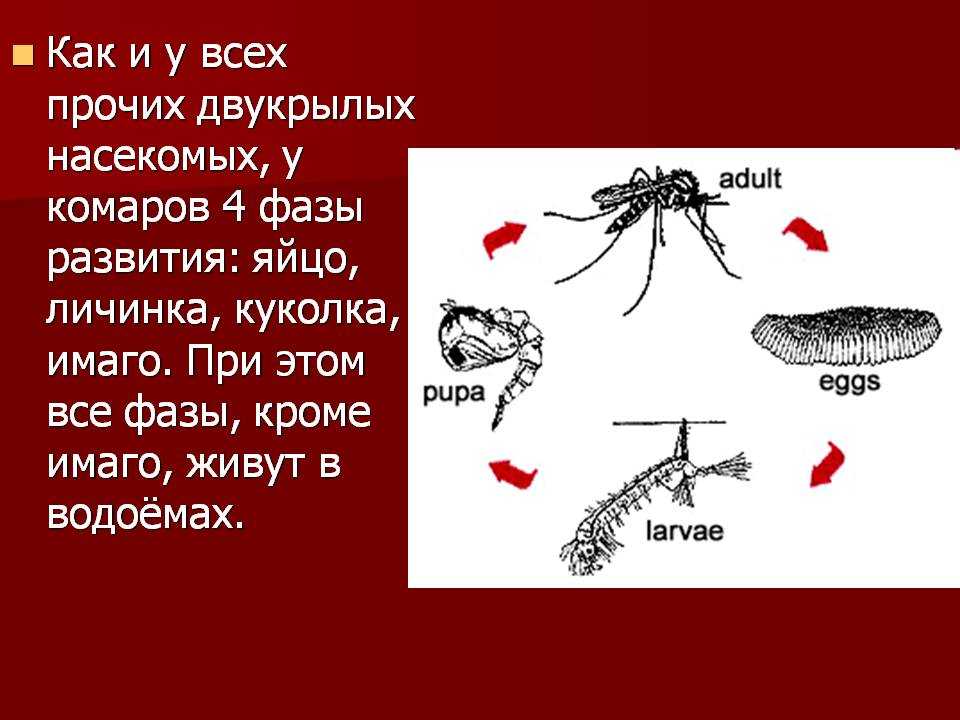 Стадии развития комара в картинках