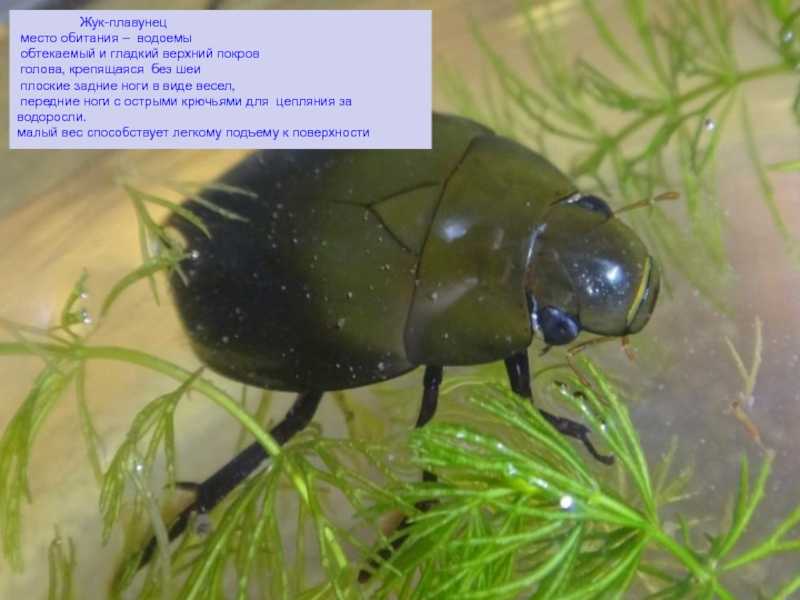 Жук плавунец: описание и среда обитания водяного жука