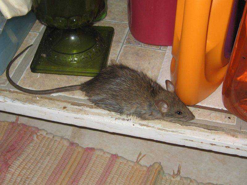 Почему крысы боятся. Мышь в квартире. Домик для мышей. Дом мышки.