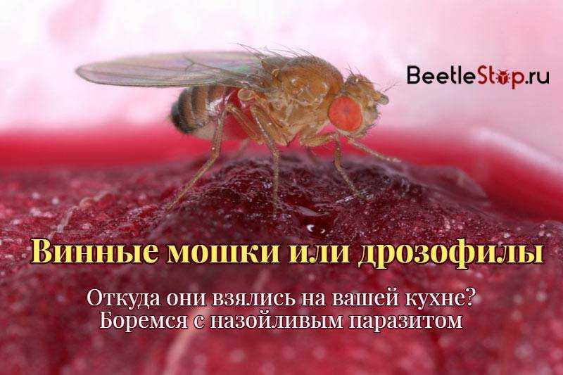 Как избавиться от мух: народные средства и бытовая химия