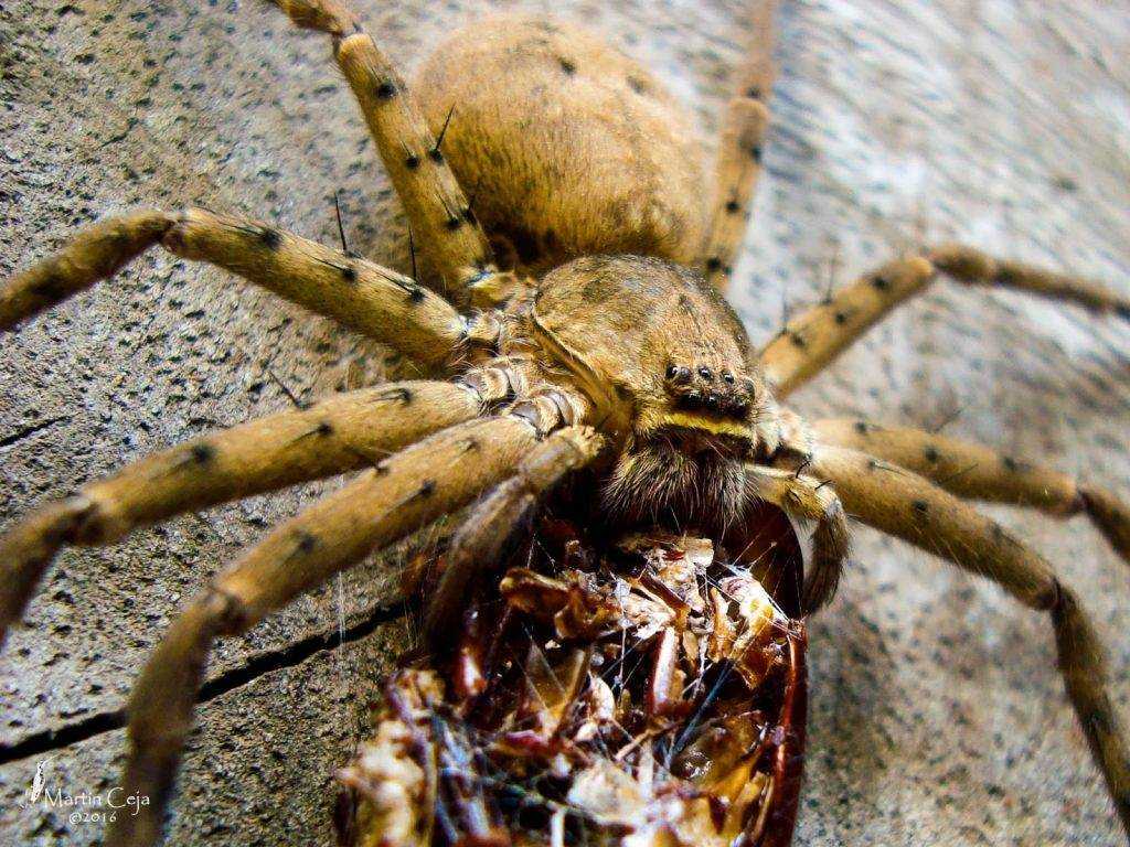 Самый опасный паук в мире (фото)