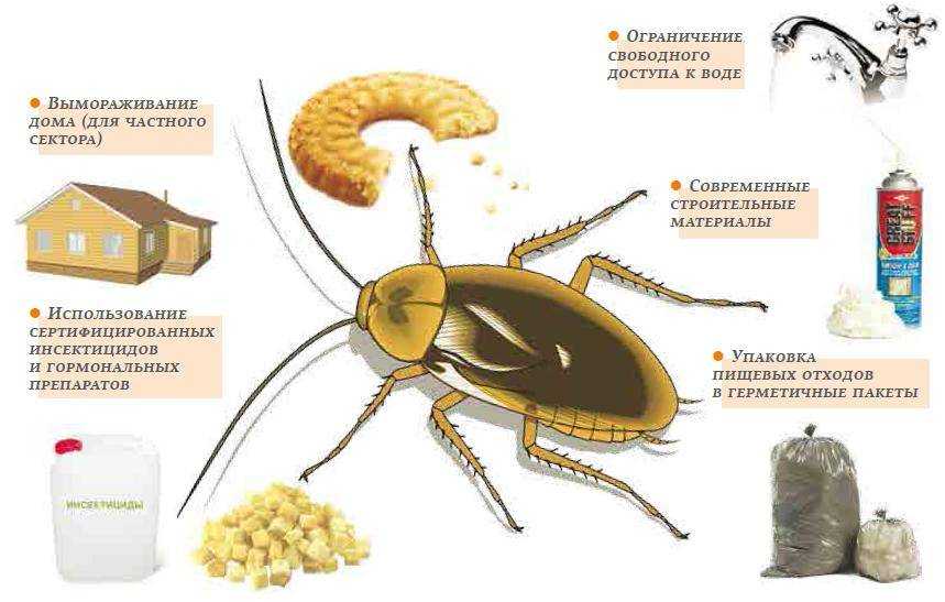 Как эффективно вытравить тараканов из микроволновки Как тараканы заводятся в микроволновке Народные методы Профилактика появления вредителей