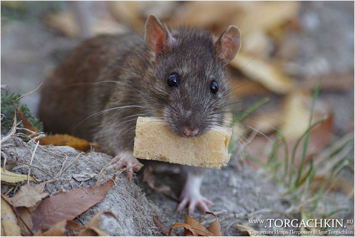 Гамбийская хомяковая крыса. помогает саперам и спасает жизни.