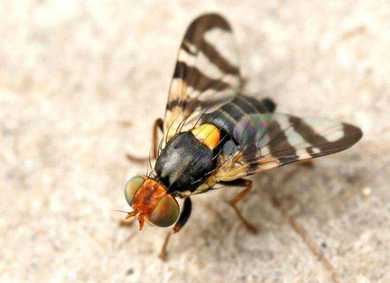 Дынная муха: описание, опасность для человека, методы борьбы