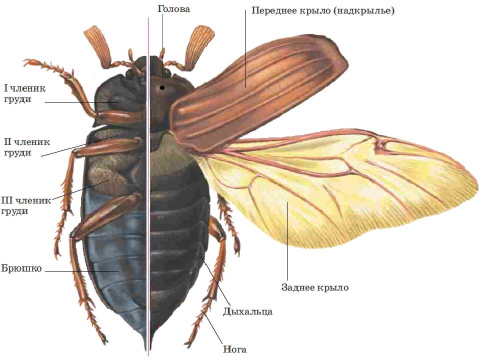Описание и строение таракана