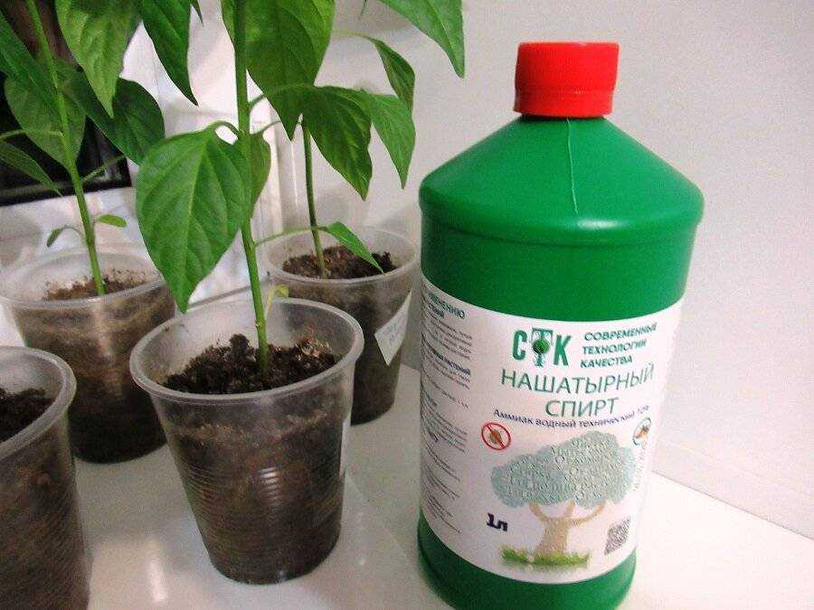 Народные средства от тли: нашатырный спирт, деготь, мыло и многое другое