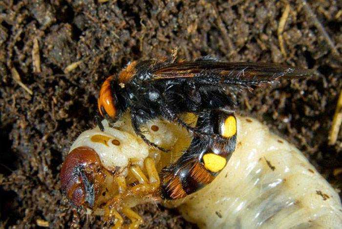 Шершень: польза и вред самой большой осы в мире