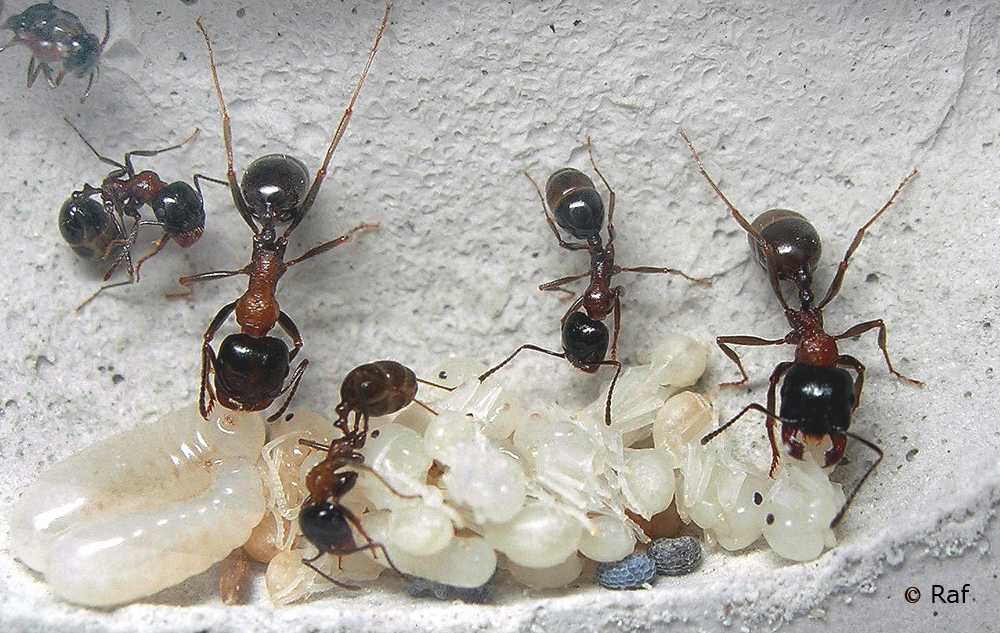 Фараоновы муравьи в квартире и как от них избавиться