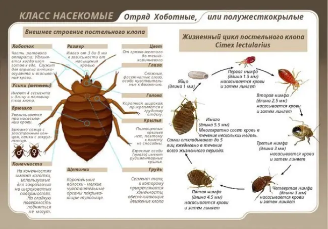 Как клопы размножаются в квартире, если появится один