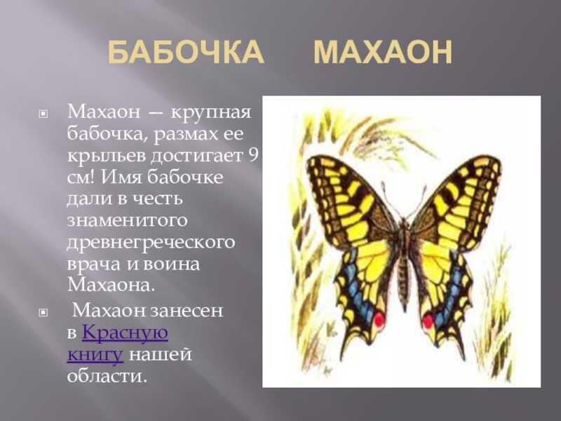 Бабочка махаон описание. Махаон бабочка красная книга. Махаон бабочка 2 класс. Бабочка Махаон размах крыльев. Махагон бабочка красная книга.