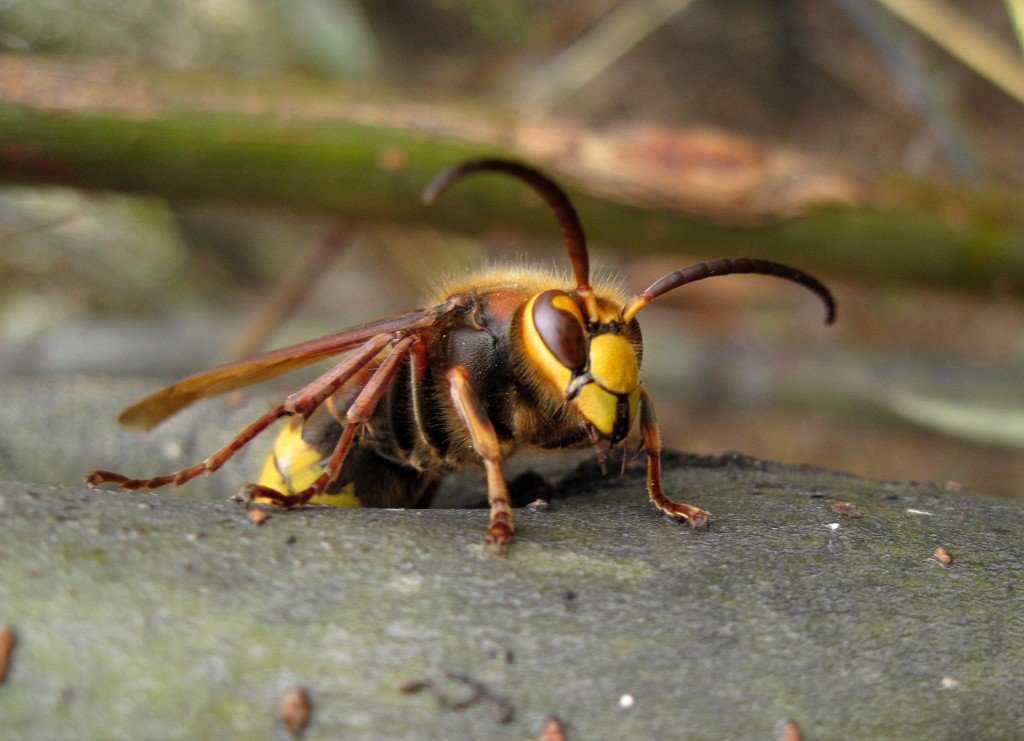 7 опасных насекомых, подстерегающих нас на даче и не только