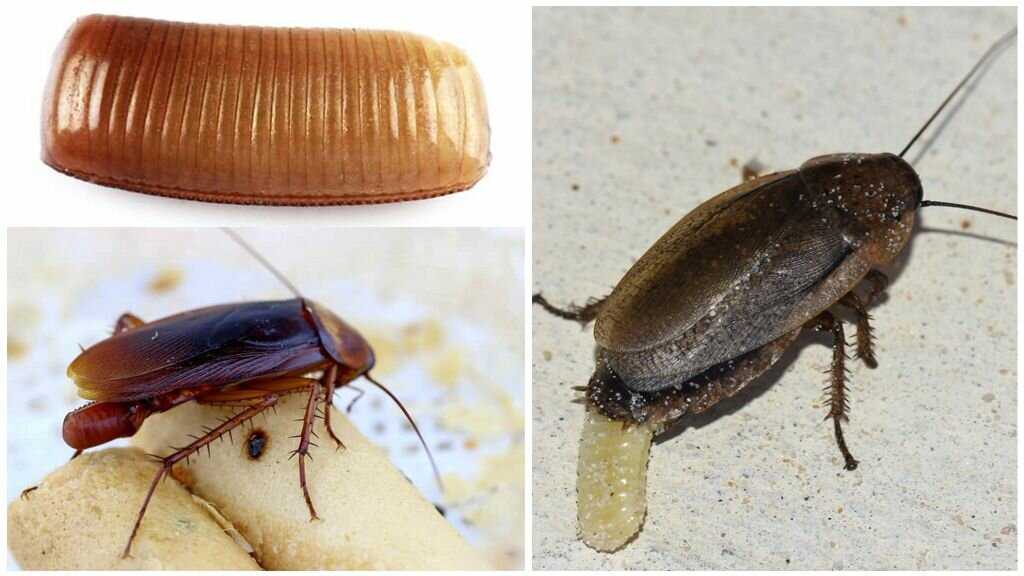 Размножение тараканов: сколько личинок появляется из одного яйца
