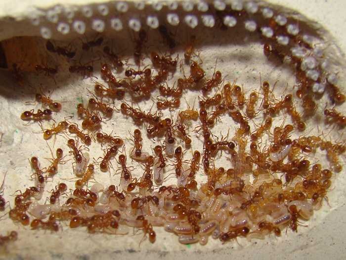 Как выглядит матка муравьиная? описание и фото. королева муравьев. как выглядит матка муравьев