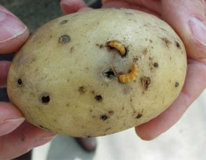 Борьба с проволочником на картофельном поле: максимальный результат при минимальных затратах