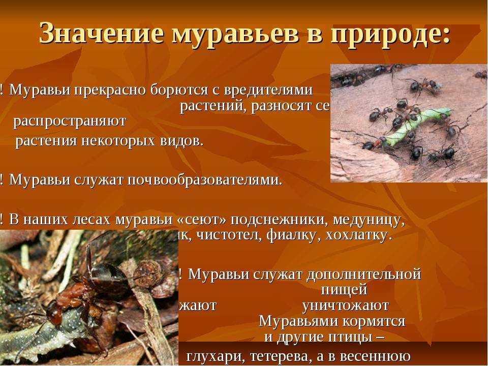 Средства и методы борьбы с муравьями на садовом участке