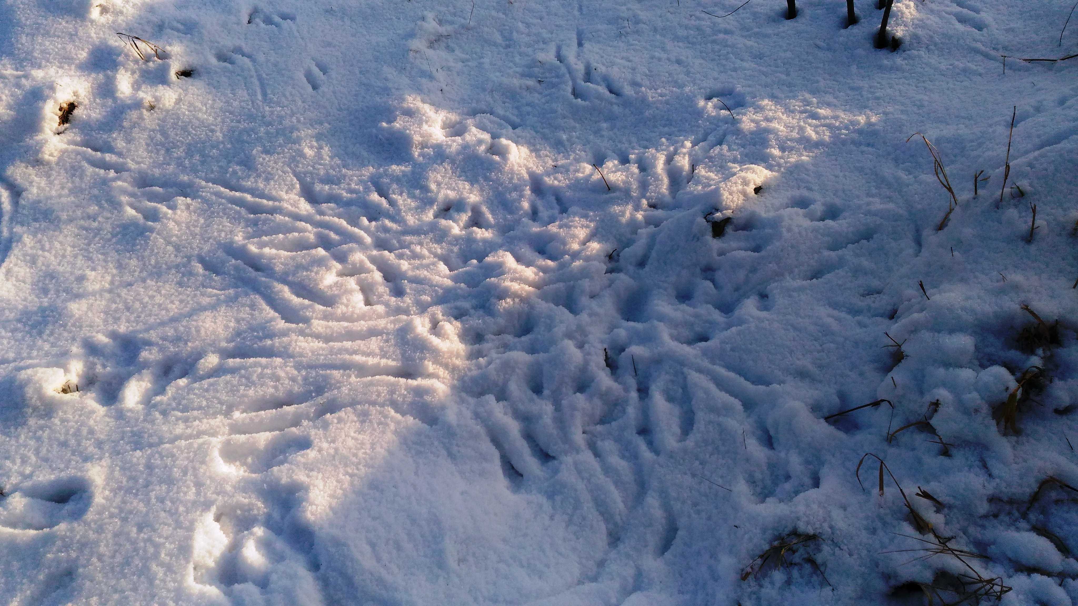 Прогулка «наблюдение за птичьими следами на снегу». план-конспект занятия (средняя группа) на тему
