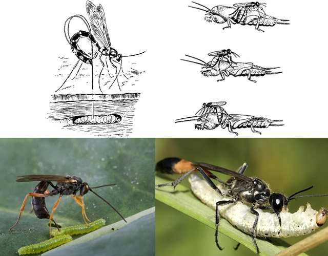 Наездник насекомое. образ жизни и среда обитания наездника. наездник (насекомое): общие сведения, описание