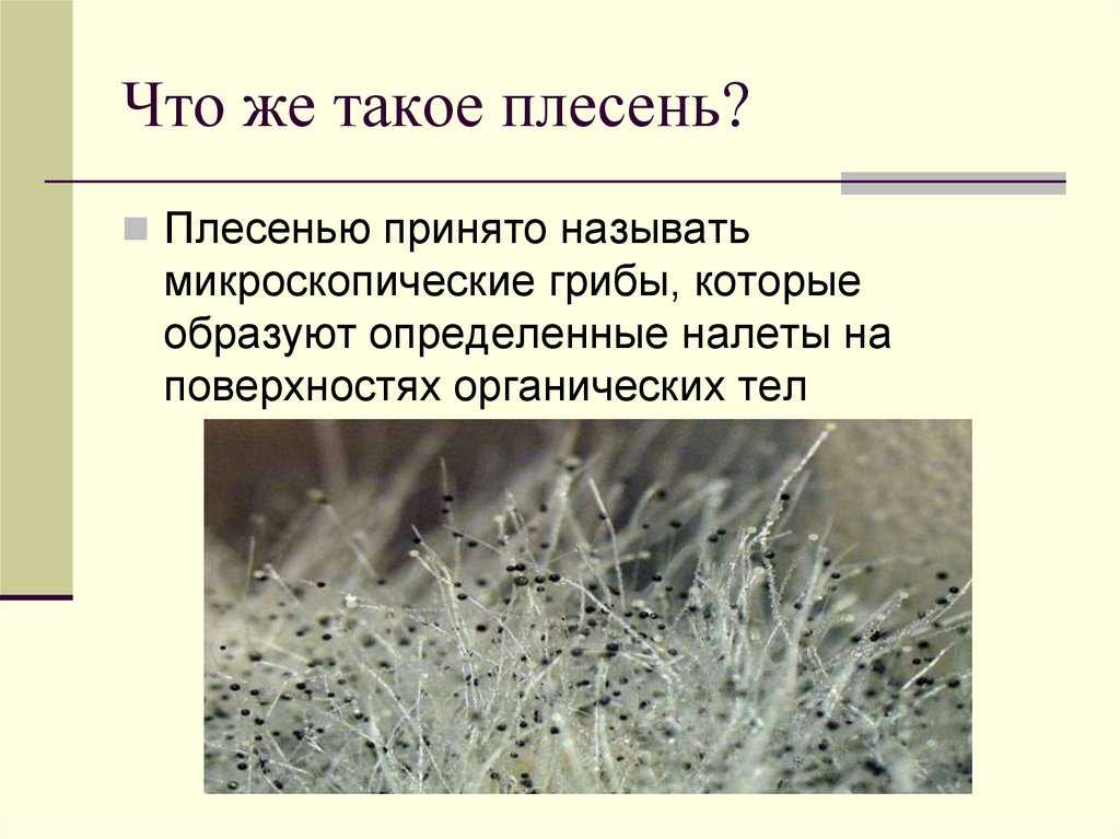 Плесневые грибы образуют микоризу. Плесневый гриб. Плесень презентация. Плесень это грибы. Микроскопические грибы.