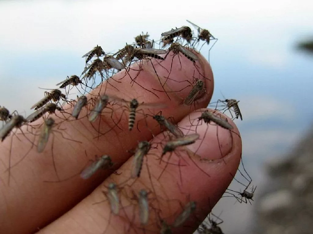 Сколько дней живет комар обыкновенный в квартире после укуса человека