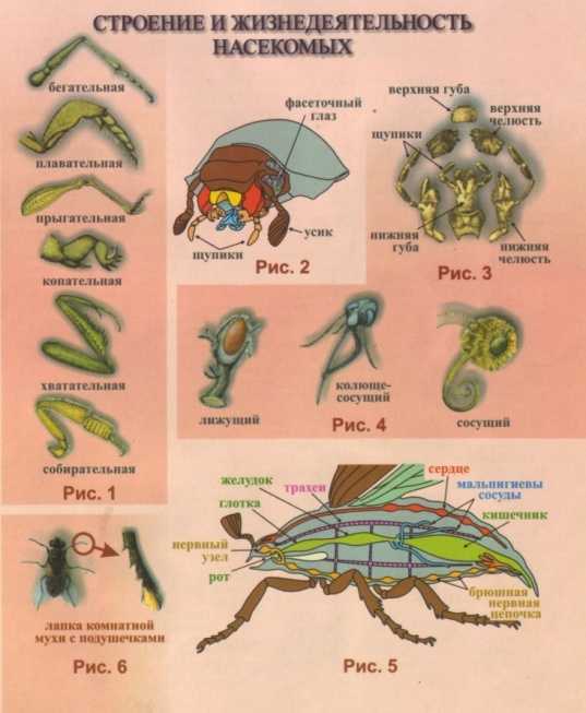 Строение насекомых 7