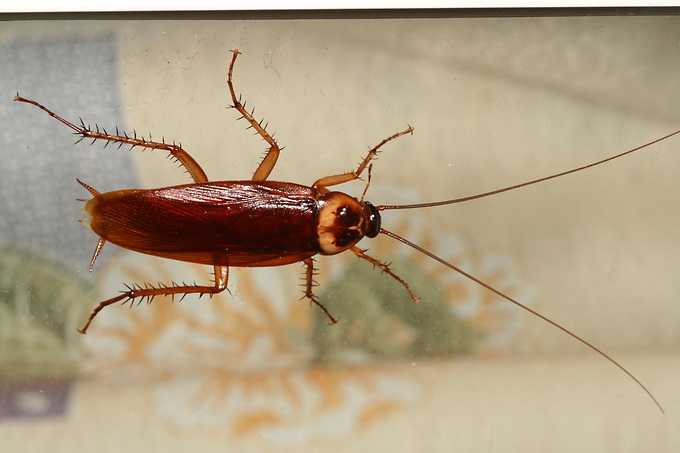 10 уникальных видов тараканов | знание – свет