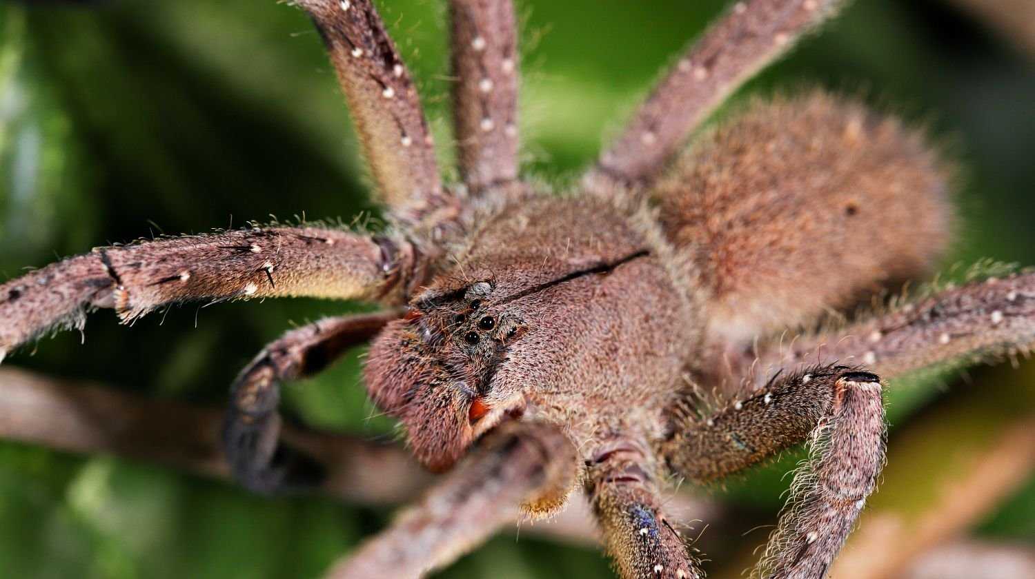 бразильский паук фото
