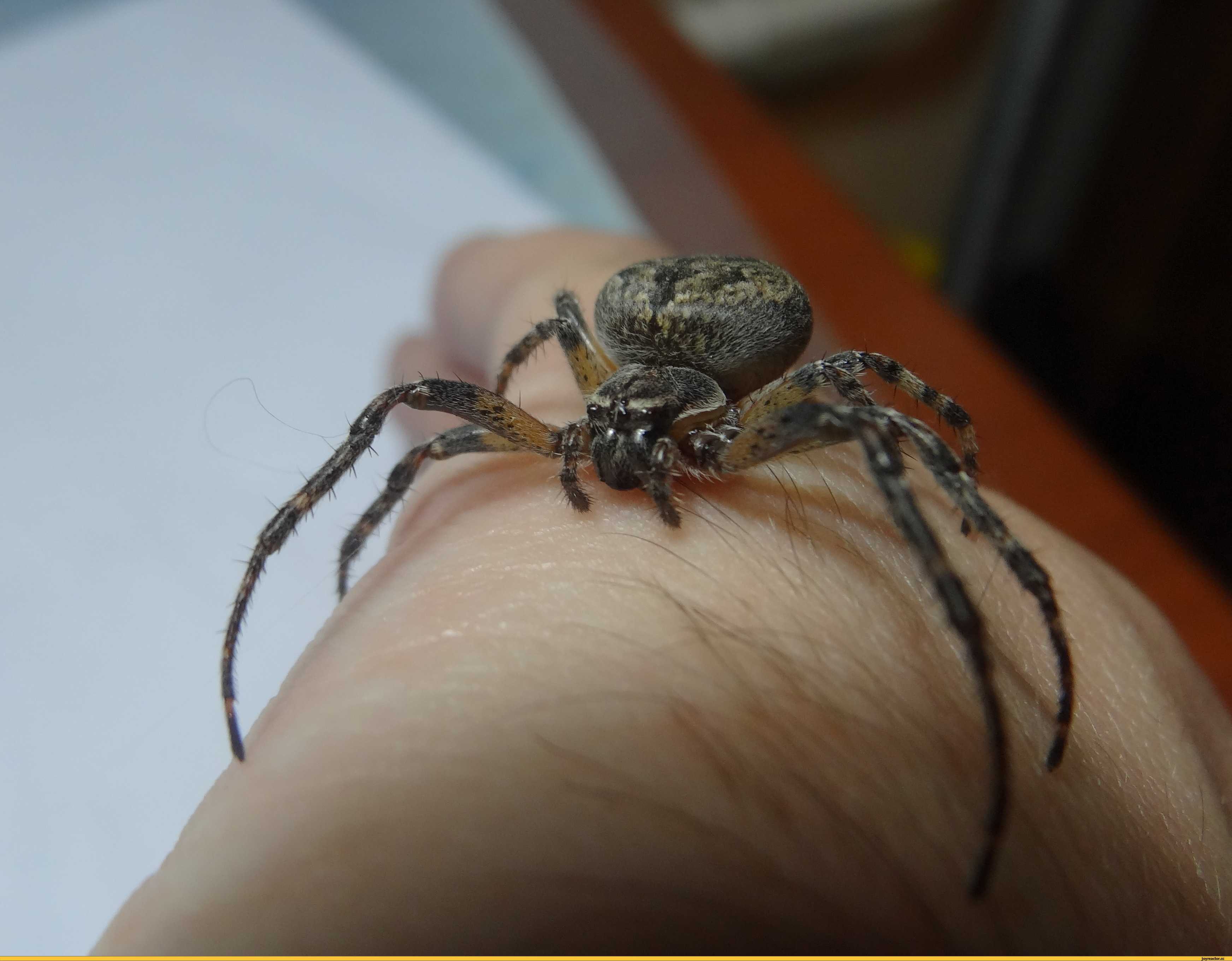 Маленький серый паук