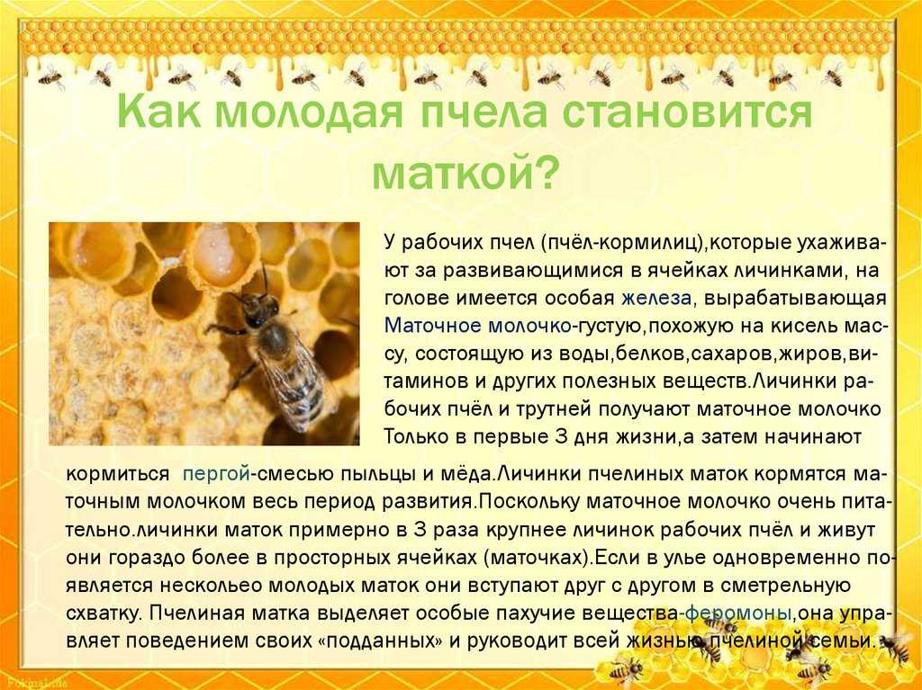 Сколько живут пчелы? все о продолжительности жизни пчел