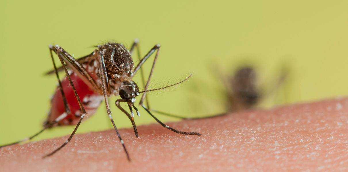 Если укусит малярийный комар - что будет и что делать