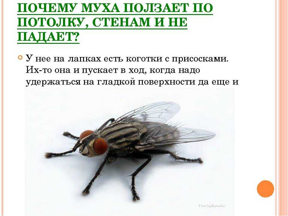 Почему мухи жужжат