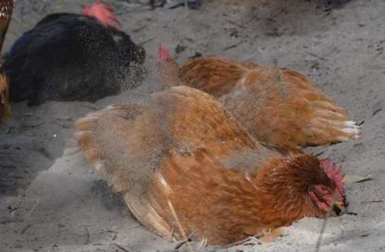 Куриные блохи: фото, как избавиться в курятнике, народные средства