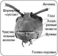 Муравьи - описание насекомых, их виды, питание, размножение, фото, интересные факты