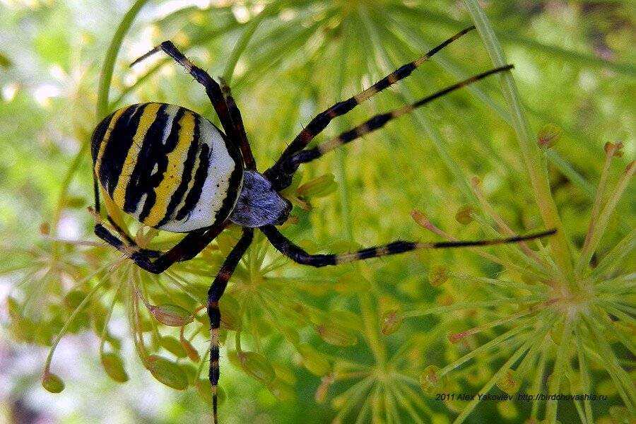 Виды пауков. описание, названия, фото, особенности строения и поведения видов пауков | животный мир