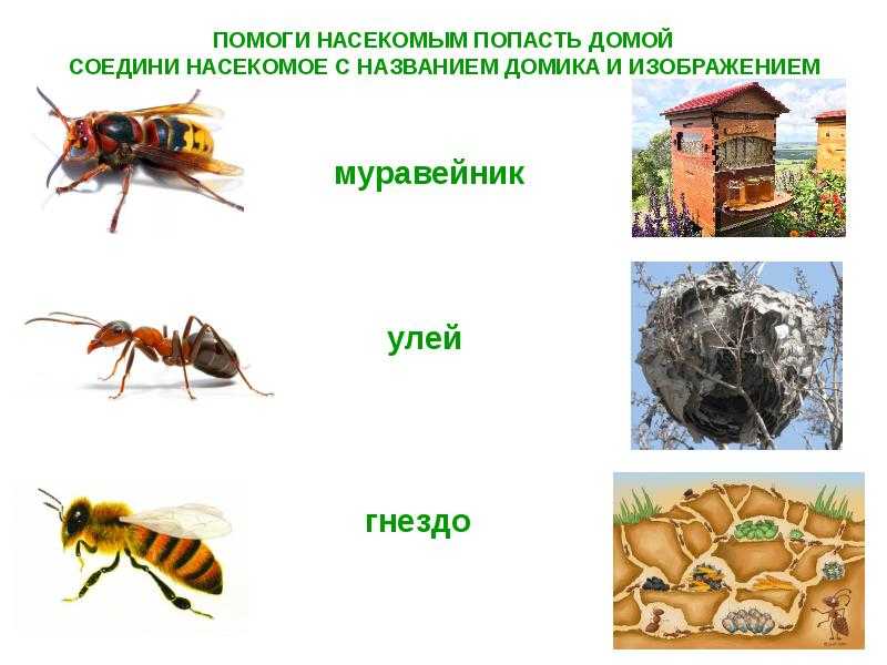 Презентация для детей насекомые